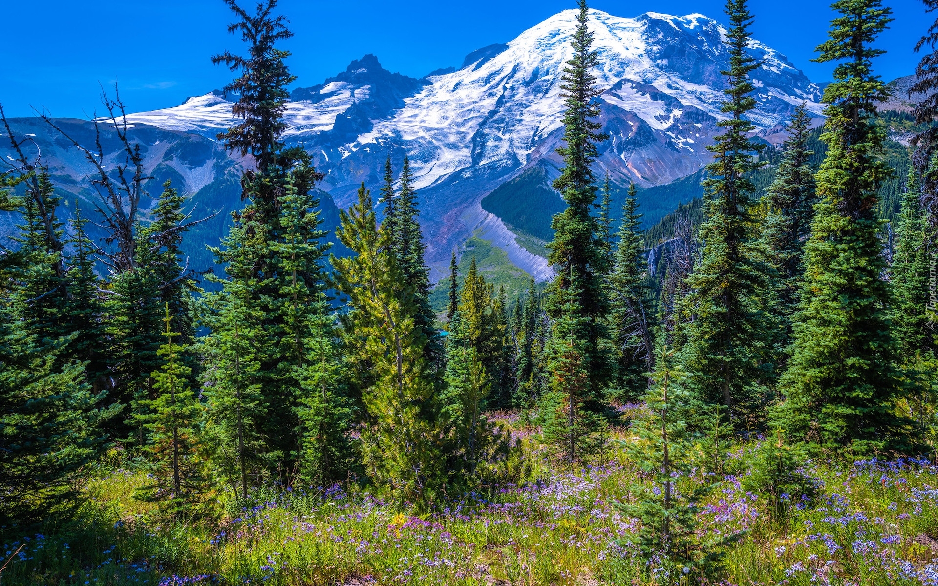 Ośnieżone, Góry, Drzewa, Świerki, Kwiaty, Park Narodowy Mount Rainier, Stan Waszyngton, Stany Zjednoczone