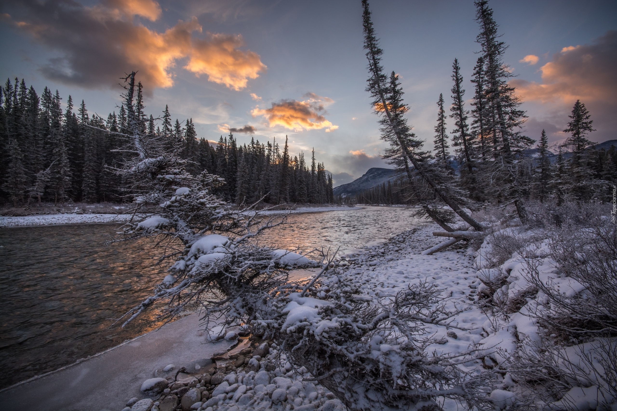 Kanada, Park Narodowy Banff, Rzeka Bow River, Las, Góry, Rośliny, Zima