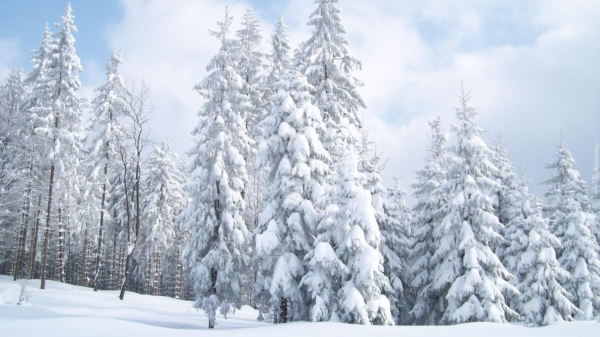 Zima, Świerki, Drzewa, Las, Śnieg