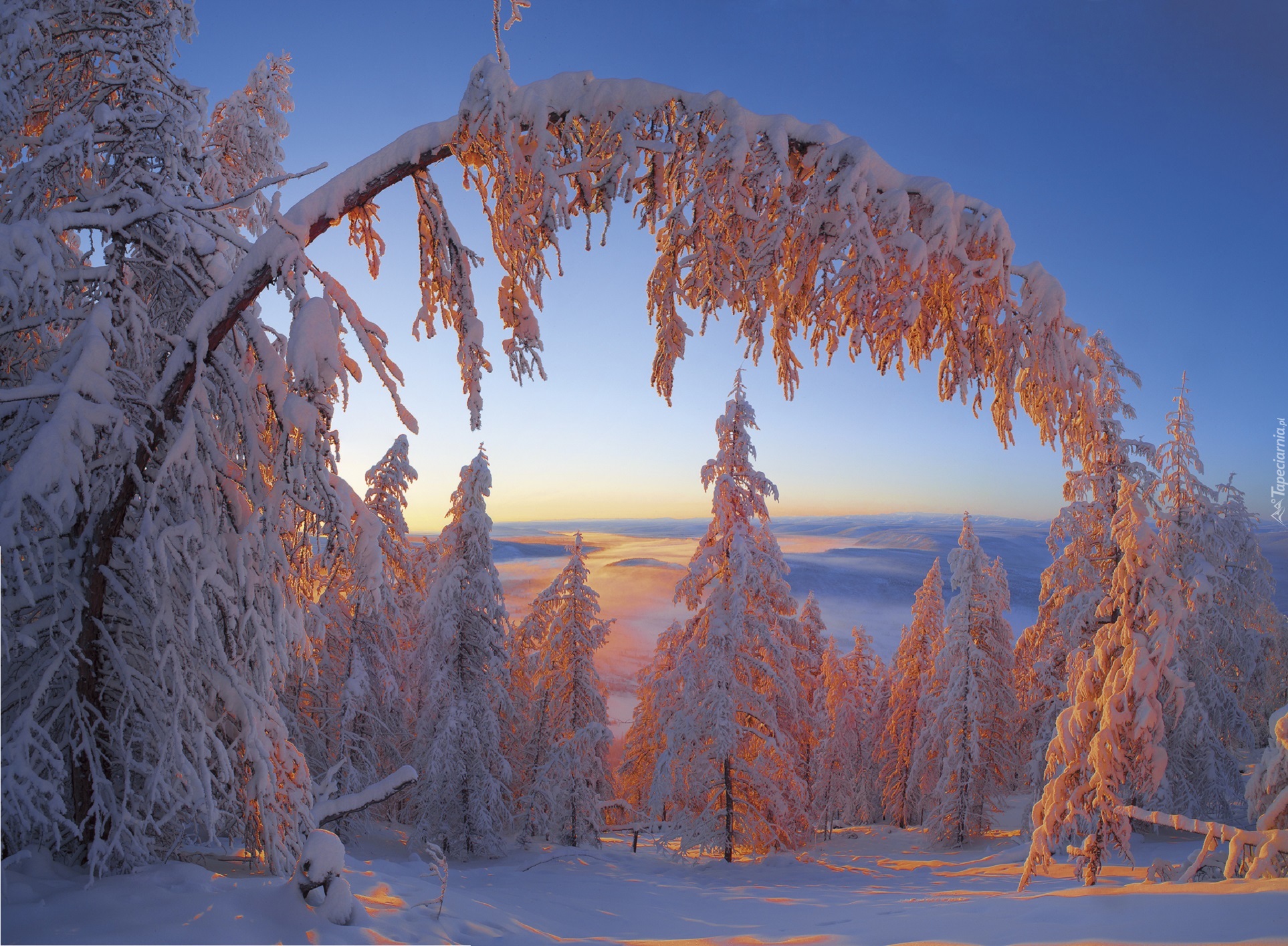 Zima, Śnieg, Drzewa, Gałąź