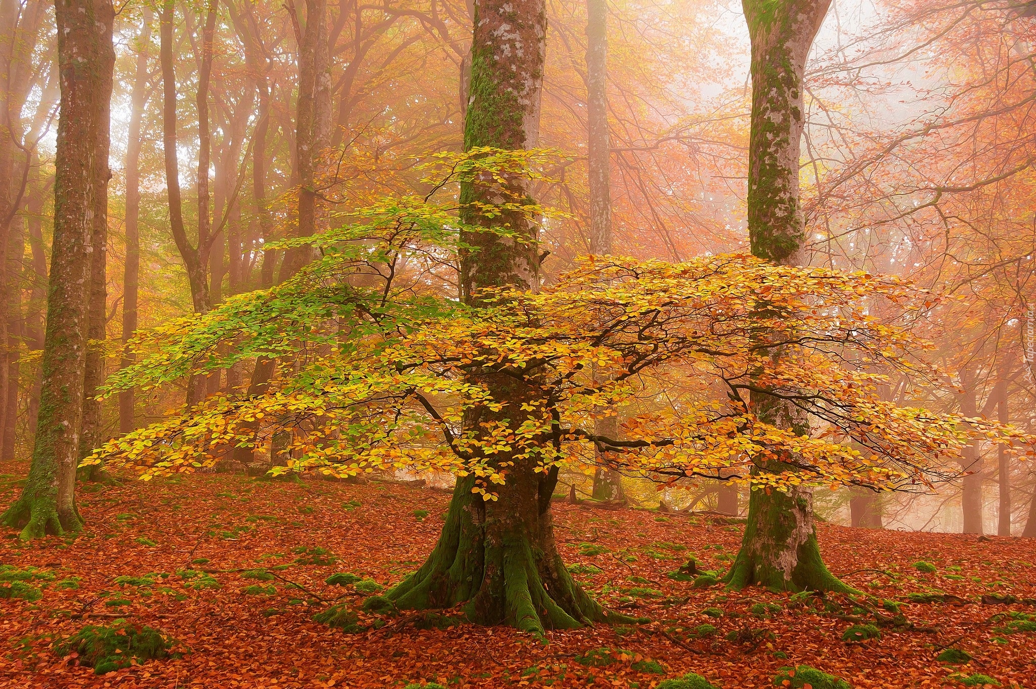 Jesień, Las, Mgła, Drzewa, Liście