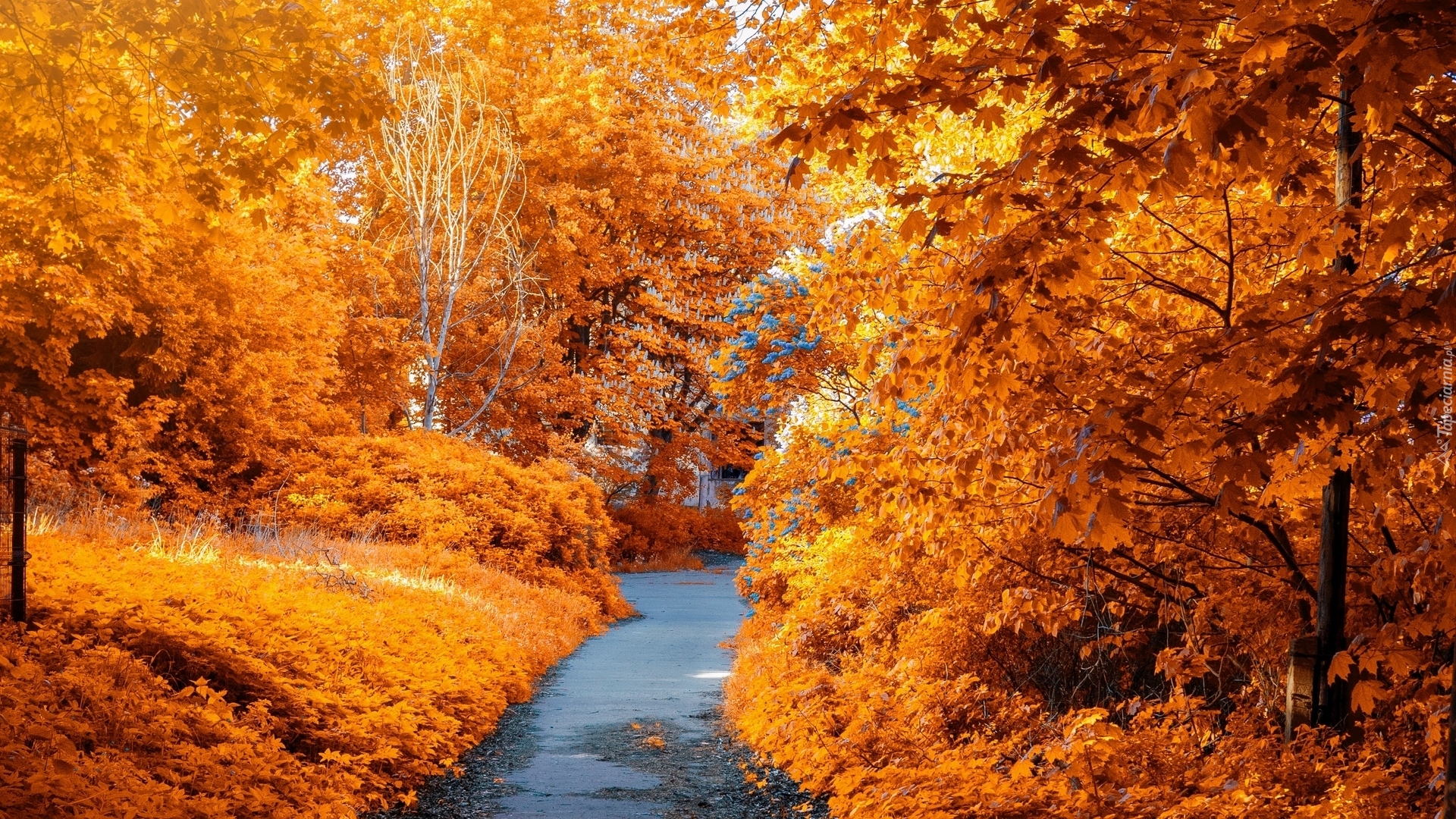 Żółte, Drzewa, Jesień, Ścieżka