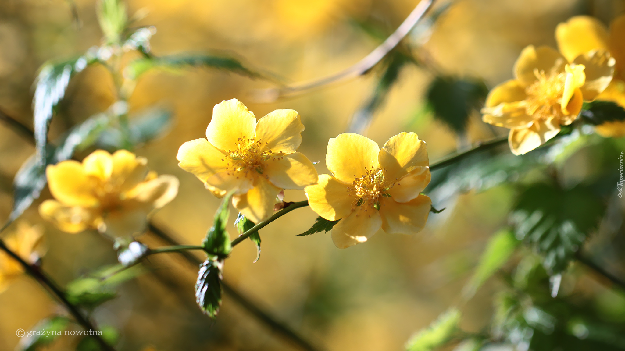 Złotlin japoński, Krzew, Żółte, Kwiaty
