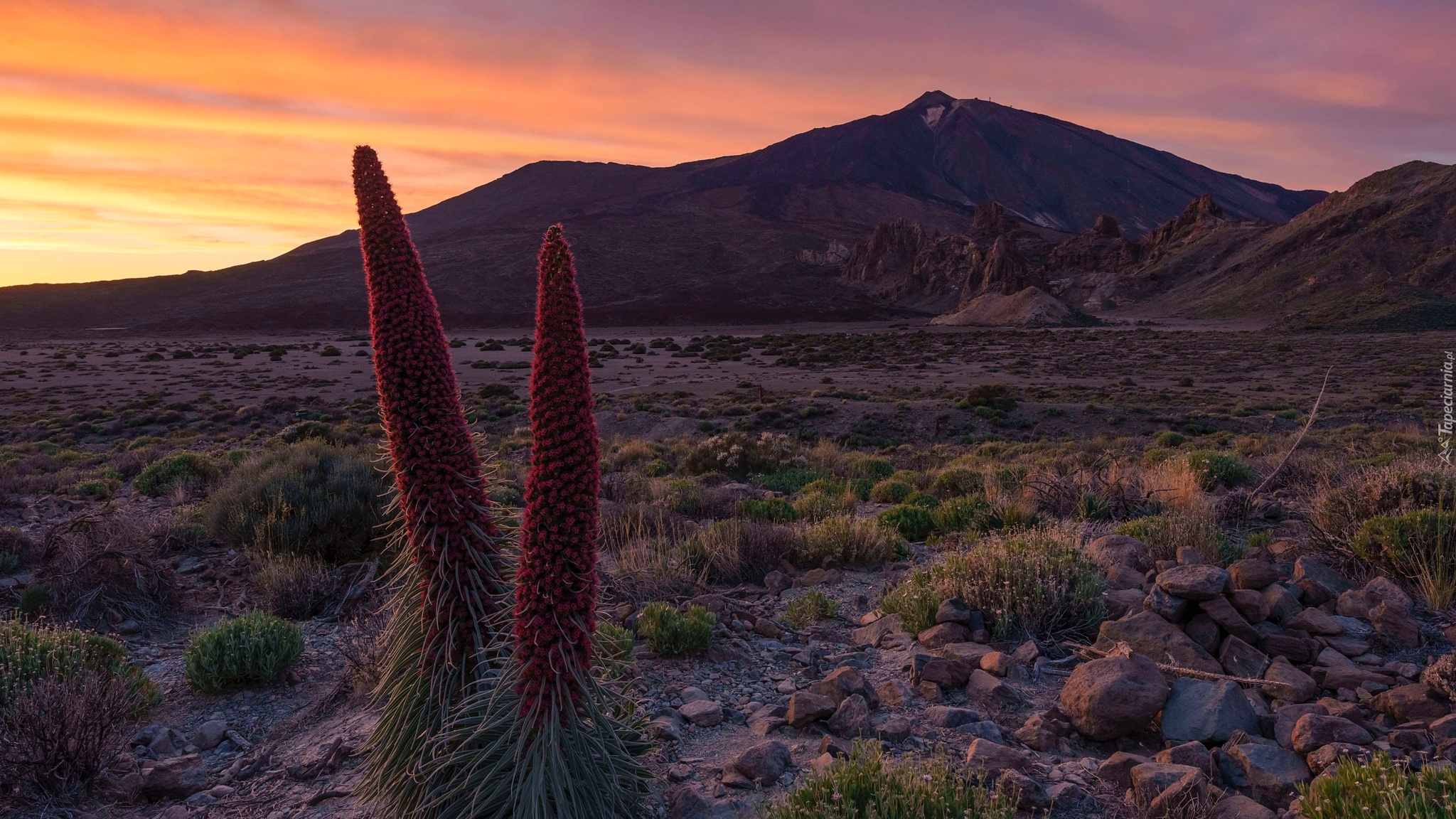 Park Narodowy Teide, Góry, Góra Teide, Kwiaty, Żmijowce rubinowe, Zachód słońca, Teneryfa, Hiszpania
