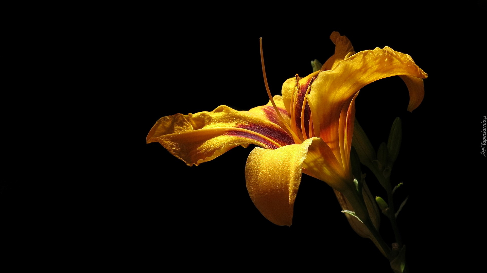 Kwiat, Żółta, Lilia, Pąki, Ciemne, Tło