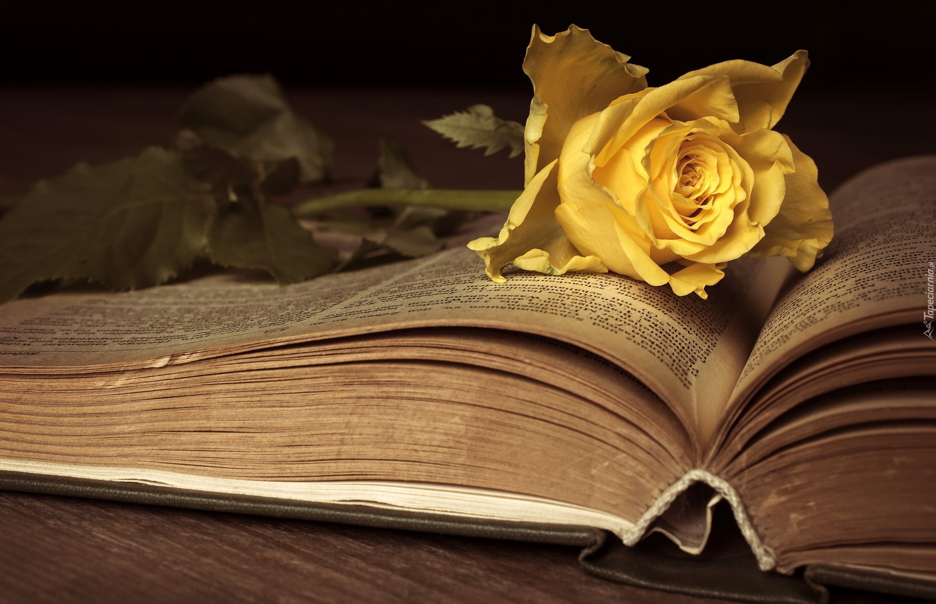 Kwiat, Żółta, Róża, Otwarta, Książka