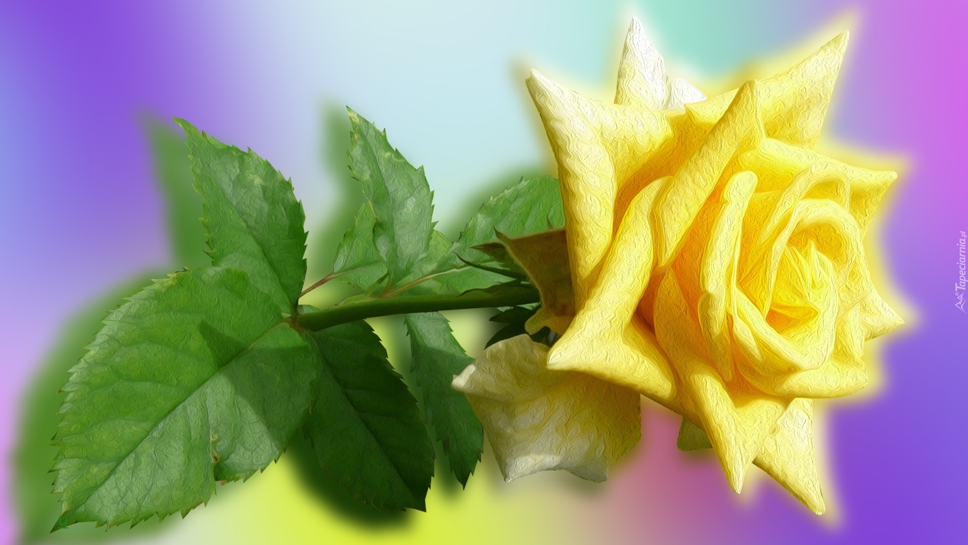 Kwiat, Róża, Grafika 2D