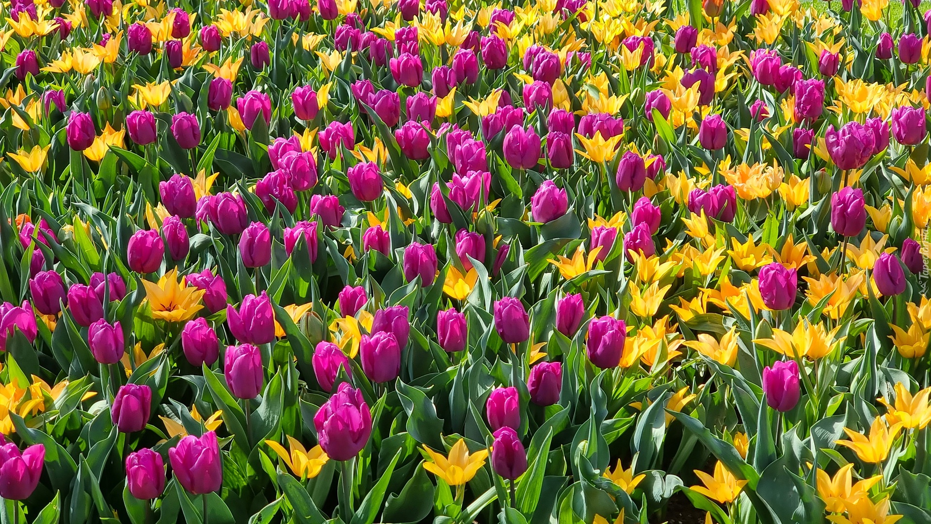 Tulipany, Żółte, Fioletowe, Kwiaty