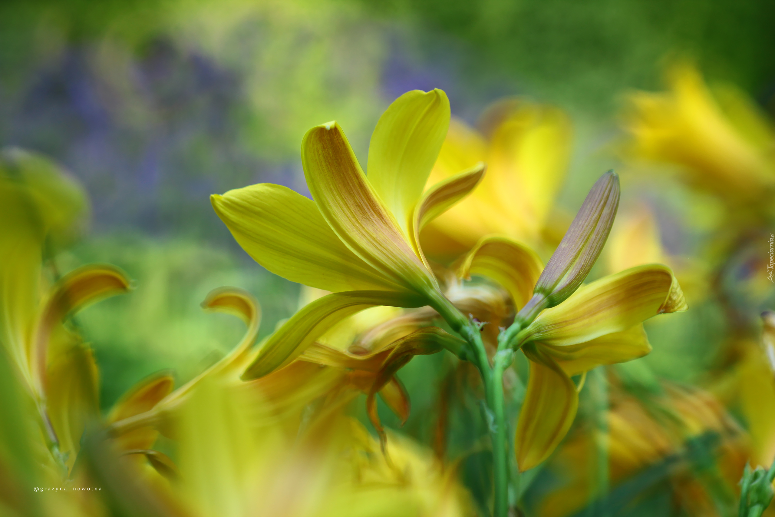 Liliowiec, Żółte, Kwiaty