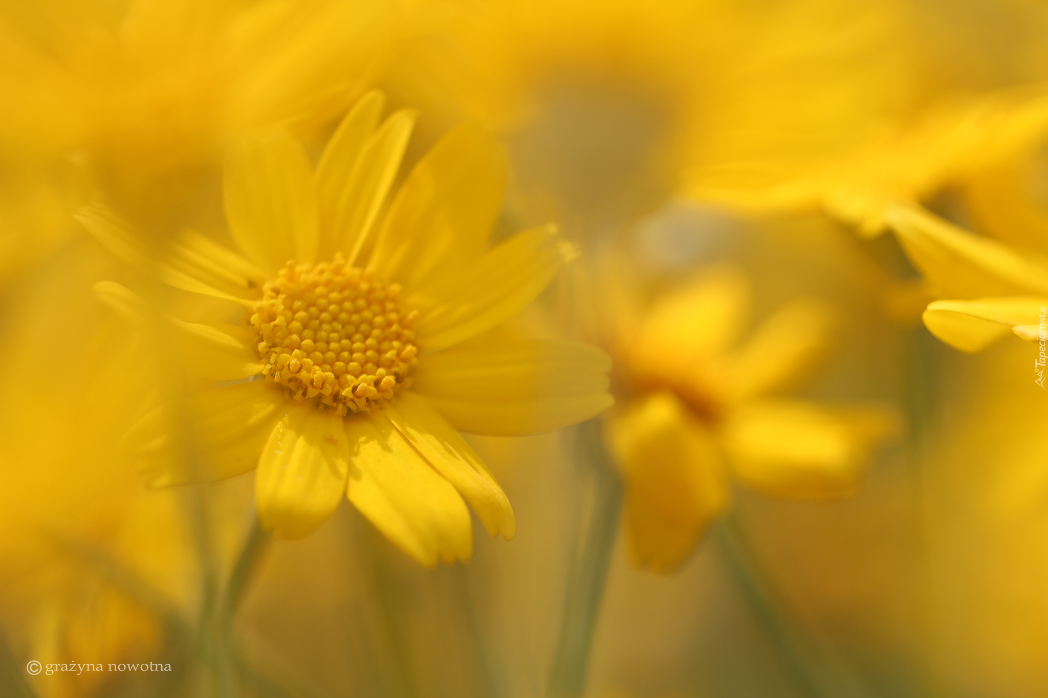 Żółte, Kwiaty, Rozmycie