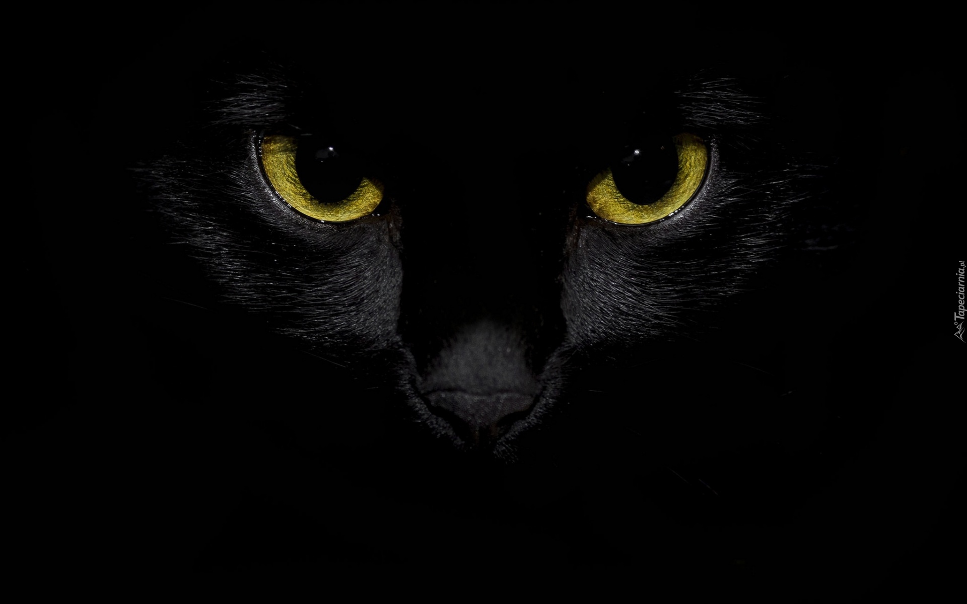 Kot, Pyszczek, Żółte, Oczy, Czarne, Tło, Zbliżenie