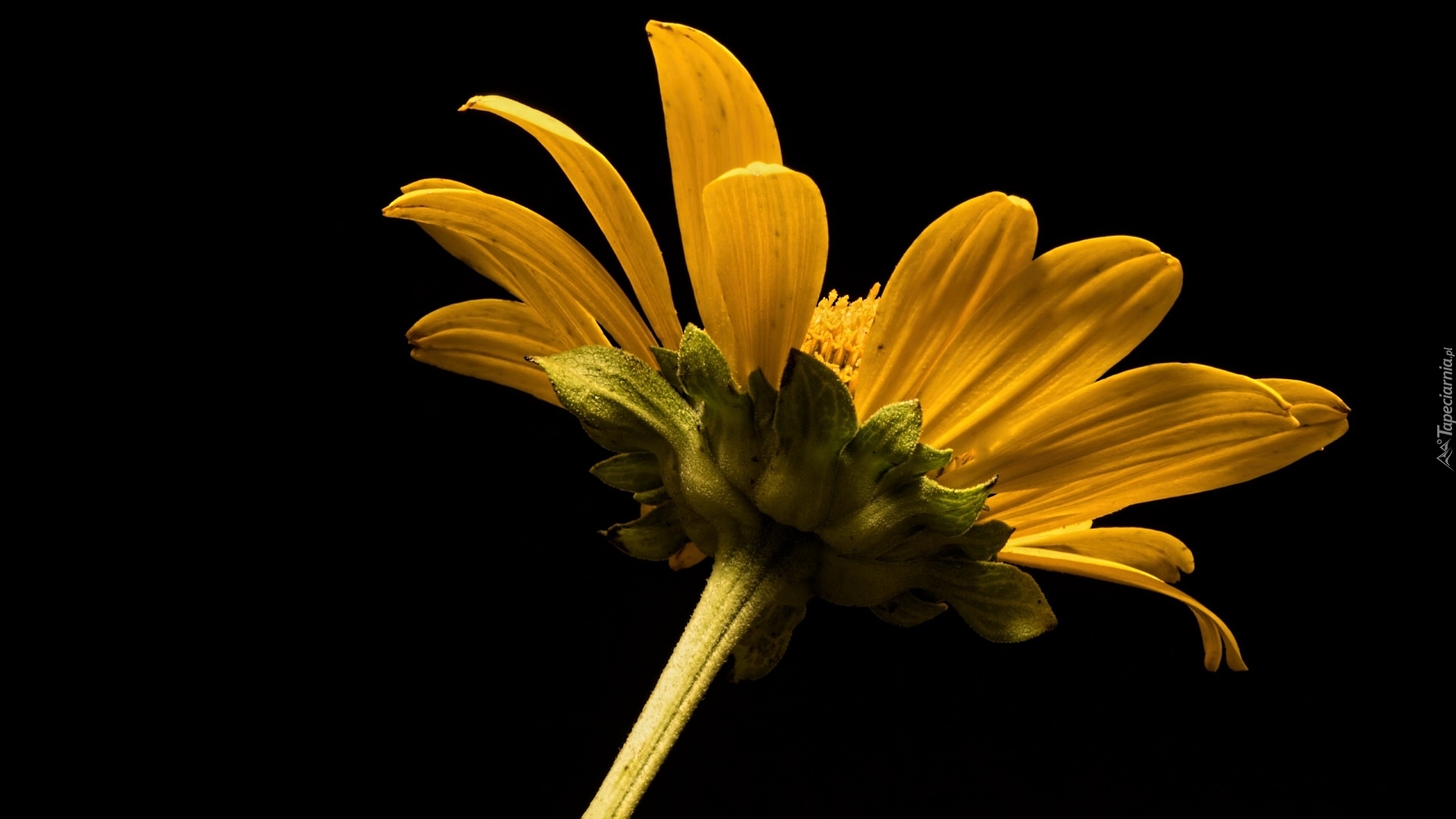 Kwiat, Żółty, Ciemne tło