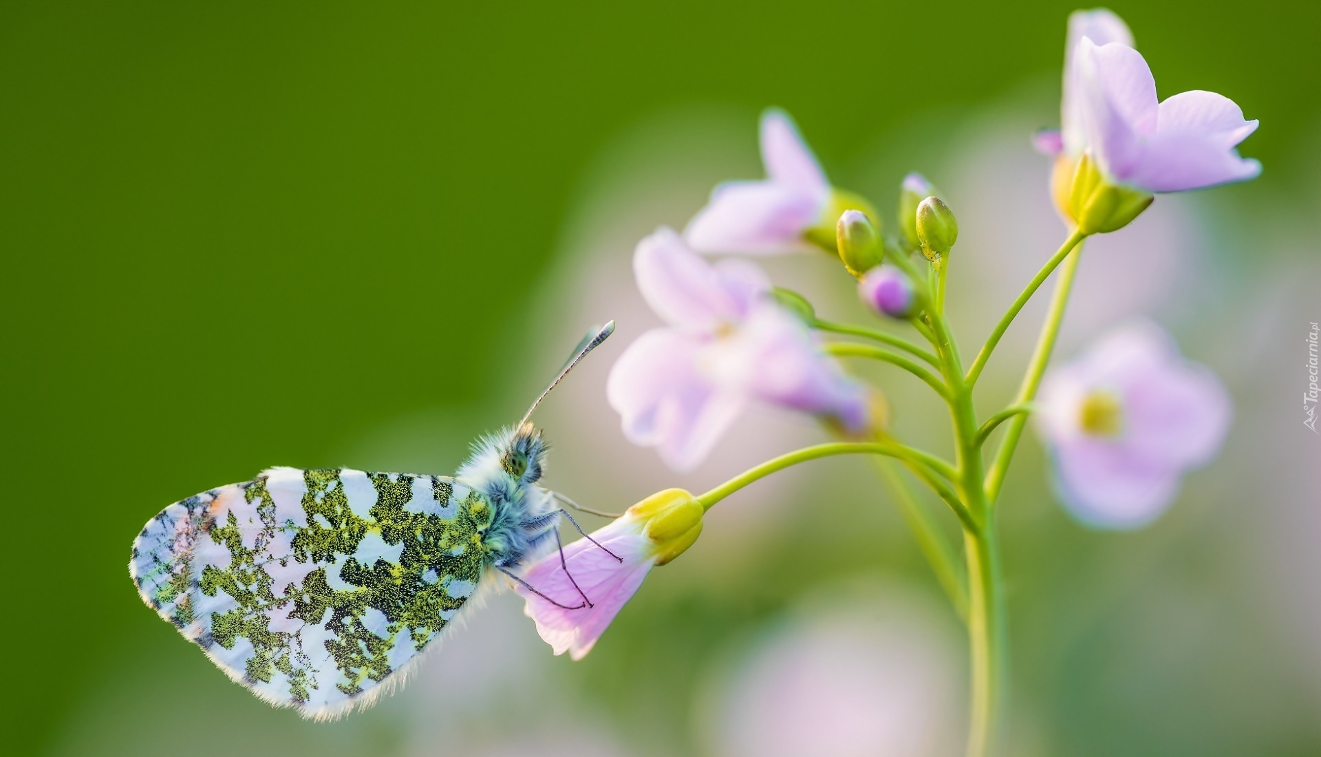Motyl, Zorzynek rzeżuchowiec, Kwiatek