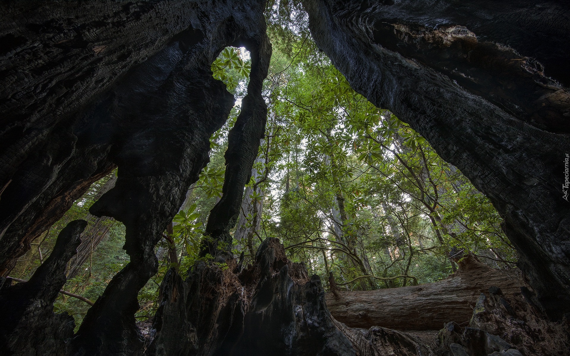 Zwęglone, Pnie, Drzewa, Sekwoje wieczniezielone, Park Narodowy Redwood, Kalifornia, Stany Zjednoczone