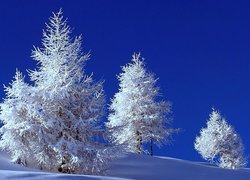 Choinki, Śnieg, Zima