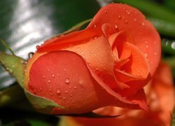 Samotna, Pomarańczowa, Róża