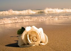 Fale, Róża, Plaża