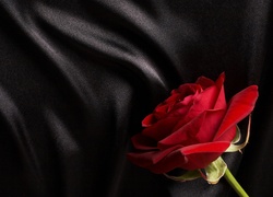 Czerwona, Róża, Czarny, Materiał
