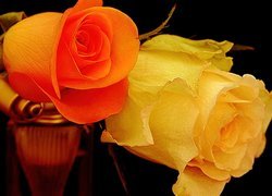 Róże, Pomarańczowa, Żółta