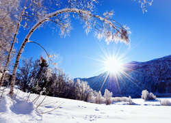 Zima, Drzewa, Słońce