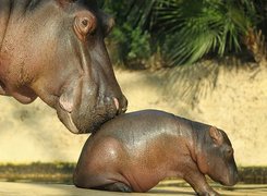 Mama, Hipopotam, Małe, Pierwszy, Krok