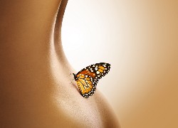 Motyl, Ciało, Kobiety