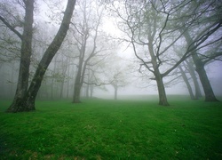Drzewa, Trawa, Mgła