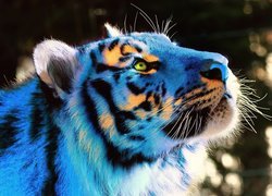 Niebieski, Tygrys