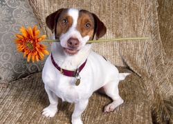 Jack Russell Terrier, Kwiatek