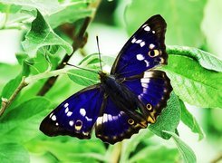 Niebieski, Motyl, Roślina, Czułki