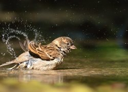 Ptak, Woda, Kąpiel
