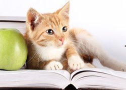 Książki, Kot, Zielone, Jabłko
