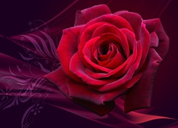 Kwiat, Róża, Grafika