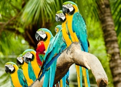 Kolorowe, Papugi, Ary