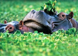 Dwa, Hipopotamy