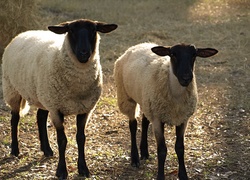 Dwie, Owce, Białe, Runo