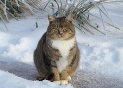 Zima, Śnieg, Kot, Burek
