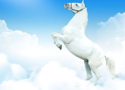 Biały, Koń, Chmury