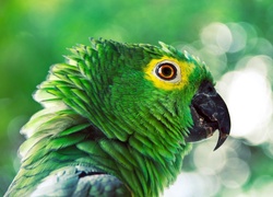 Papuga, Amazonka wenezuelska