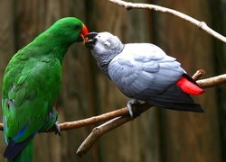 Dwie, Papugi, Zielona, Popielata Żako