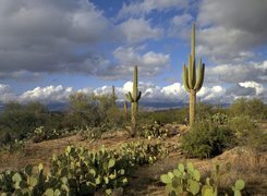 Pustynia, Kaktusy, Opuncje, Karnegia olbrzymia, Saguaro, Chmury, Park Narodowy Saguaro, Stan Arizona, Stany Zjednoczone