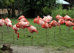 Flamingi, Drzewa, Trawa