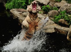 Tygrys Bengalski, Paszcza, Skały, Woda
