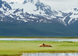 Alaska, Niedźwiedź Brunatny