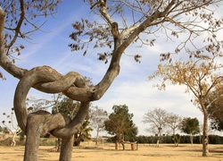 Drzewa, Izrael