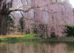 Kwitnące, Drzewo, Woda