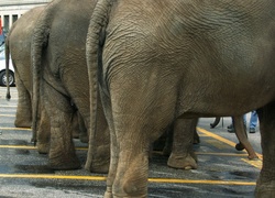 Słonie, Parking