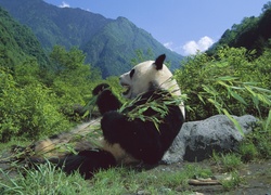 Panda, Posiłek, Góry
