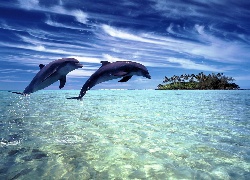 Dwa, Delfiny, Ocean, Wyspa