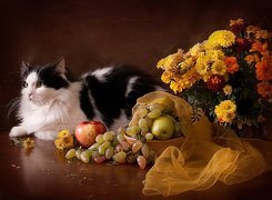 Kot, Bukiet, Kwiatów, Owoce, Tkanina